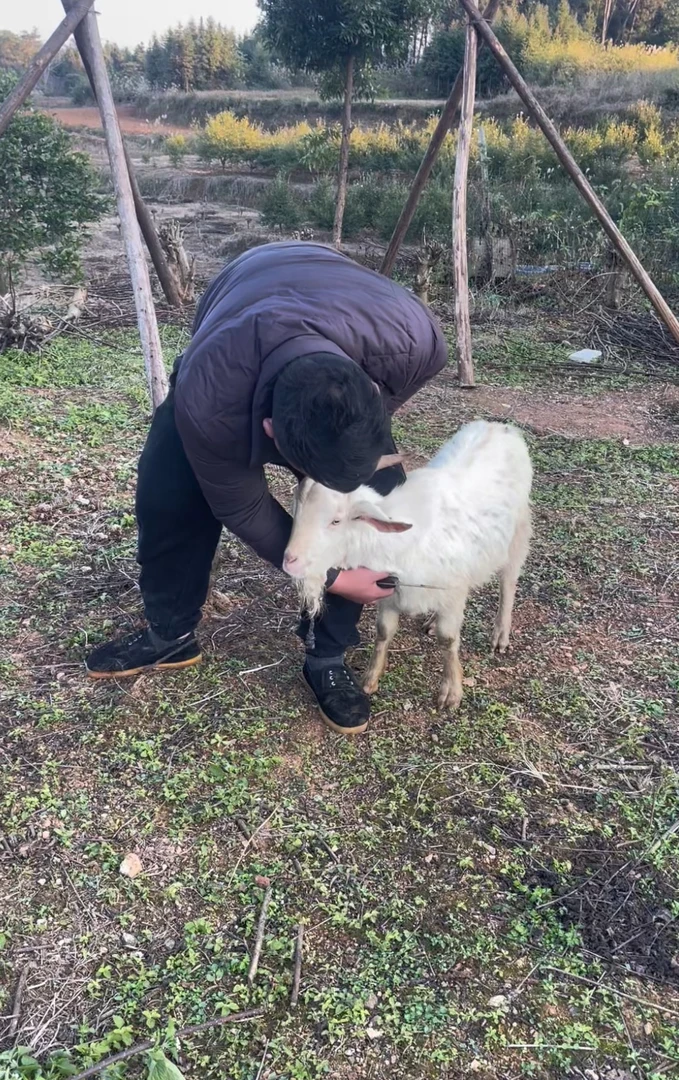 农村正宗土羊石羊