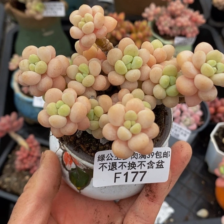 花朵鱼子酱8cm177多肉植物