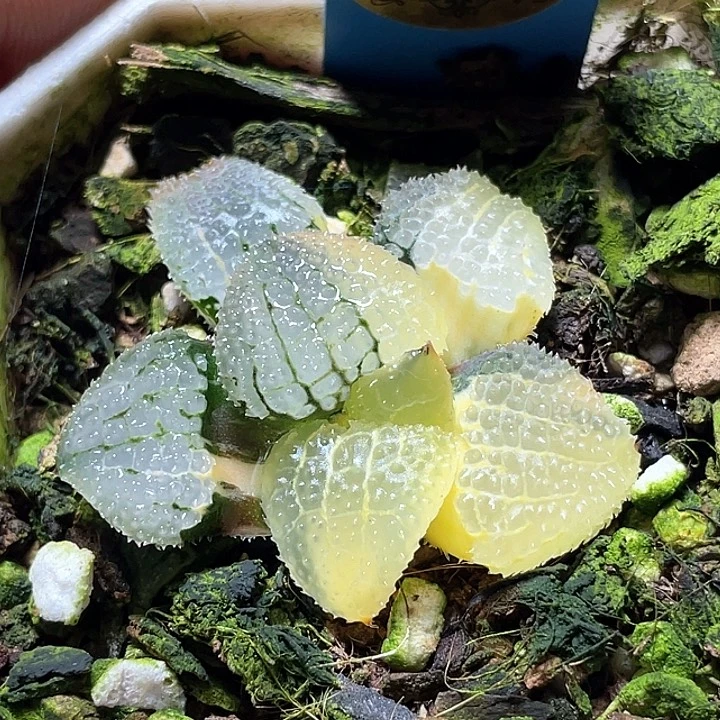 安***～787天空錦和物一拍