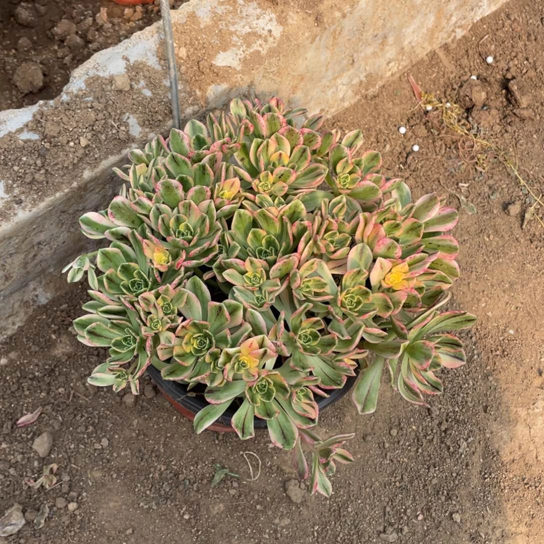 甜茶多肉法师断枝不包