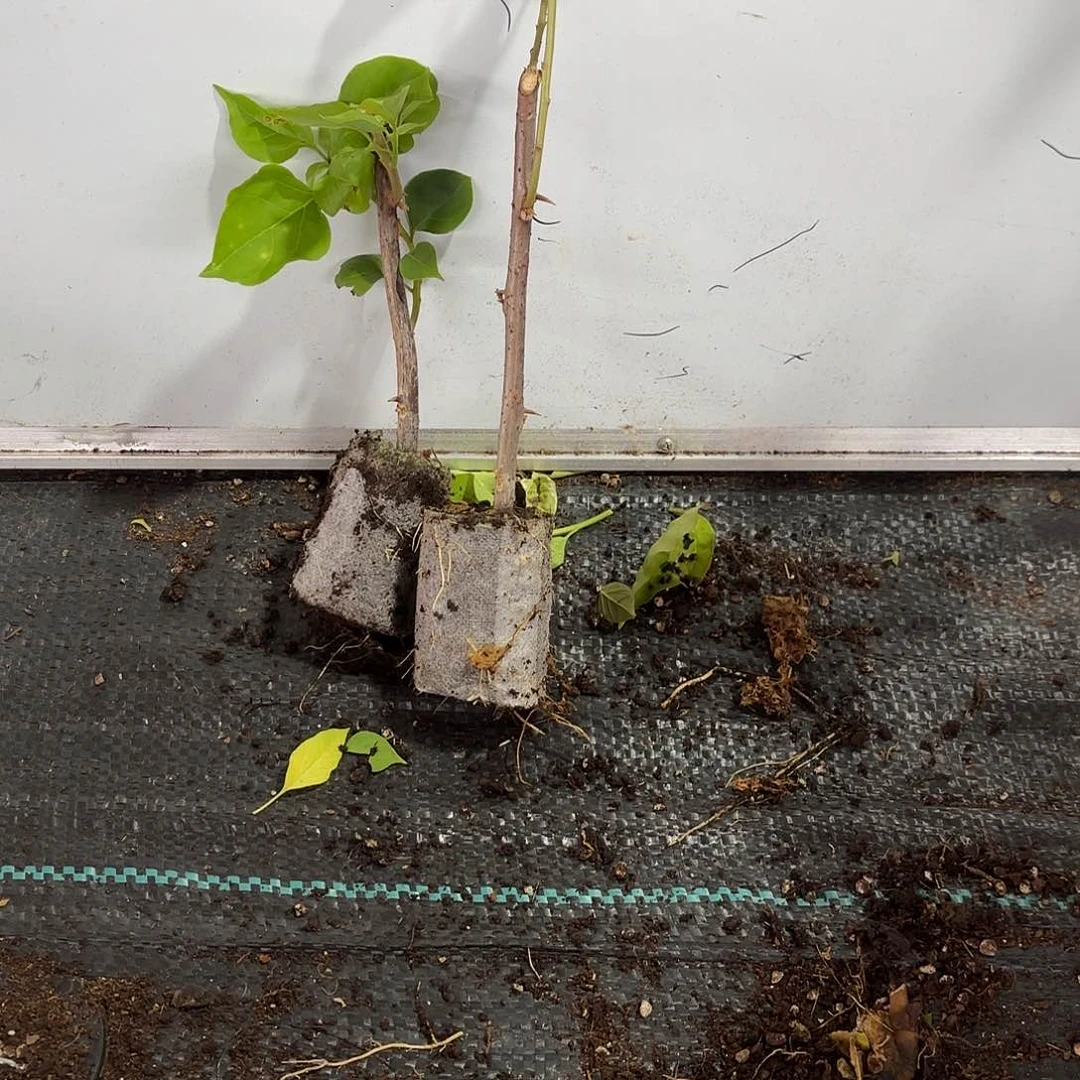 兰***悠当前无花栽培后可以开花袋苗盲盒两颗