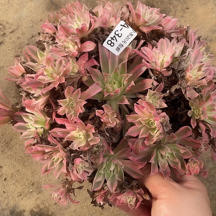 348凤凰锦多肉植物福利