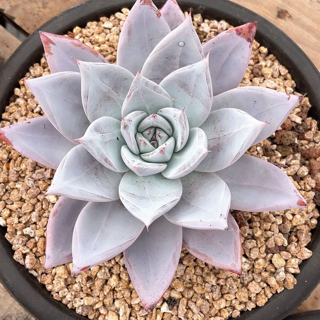 多肉植物一物一拍