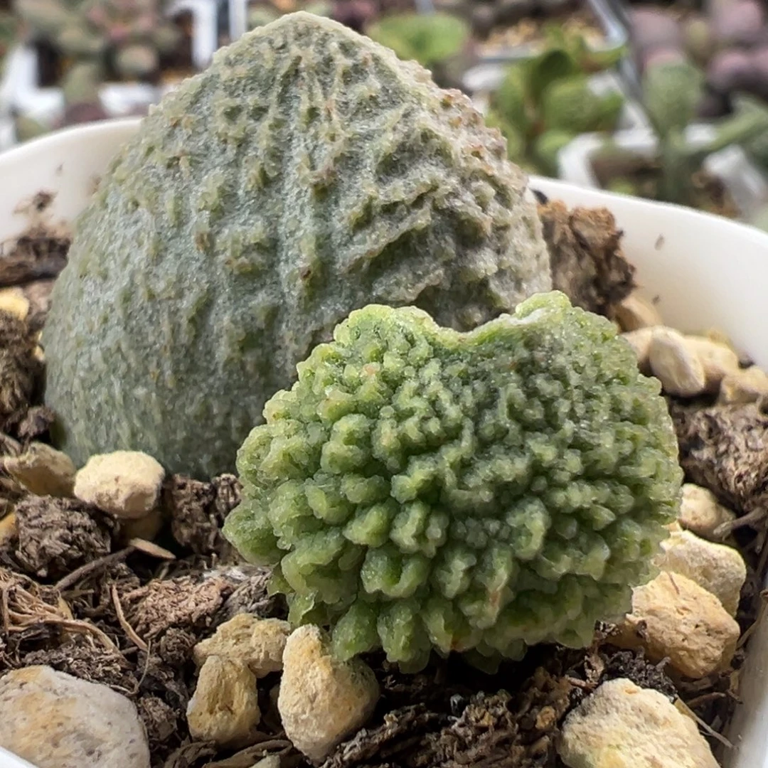 大型种爆炸纹实生新品大苗