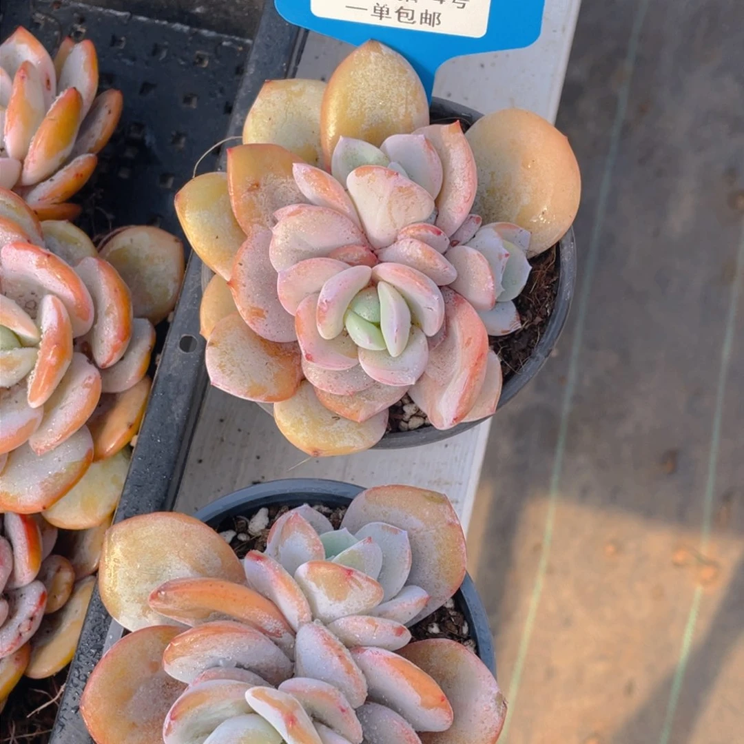 0212-4-双心起韩版奶茶x新年福利一颗