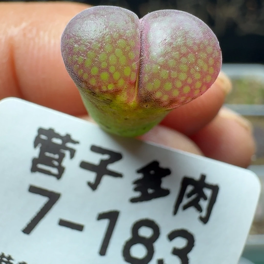 1804.5脱土