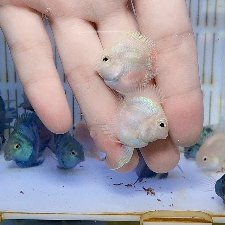 鹦鹉鱼娃娃脸白金缩尾