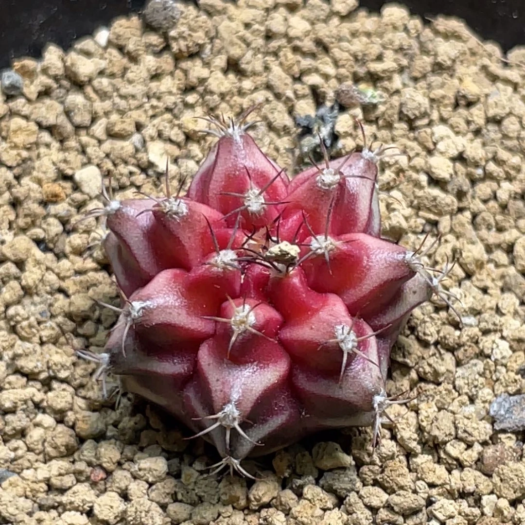 当前无花朵，栽培后可花朵BELOVE