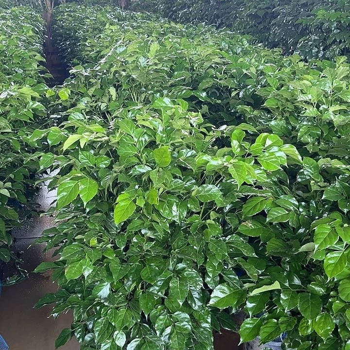 不开花植物幸福树