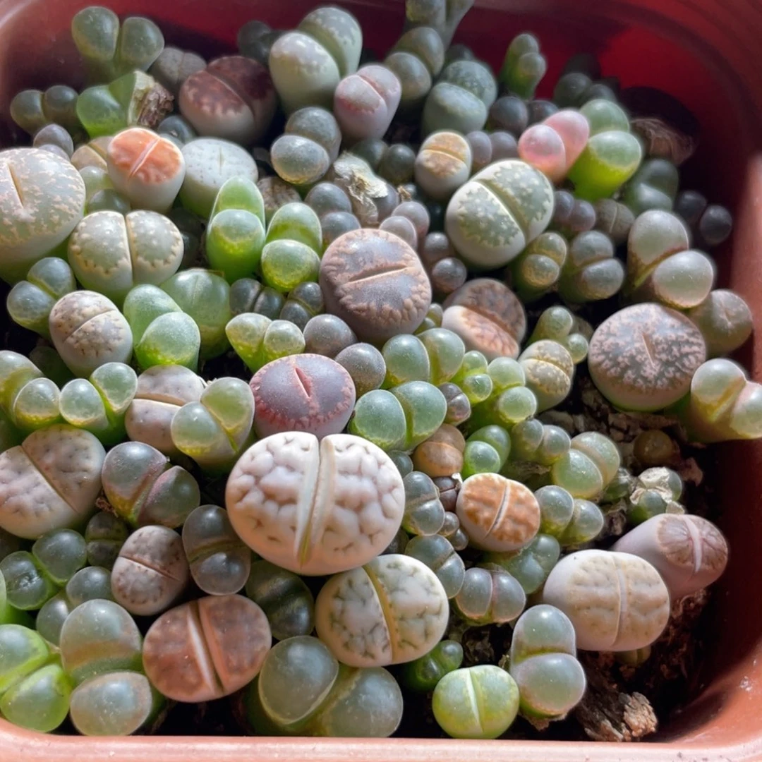 大盆一物一拍特价～32