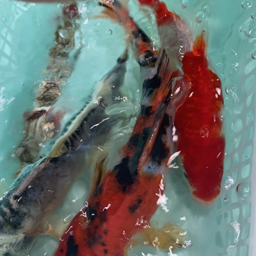 锦鲤冷水锦鲤包邮