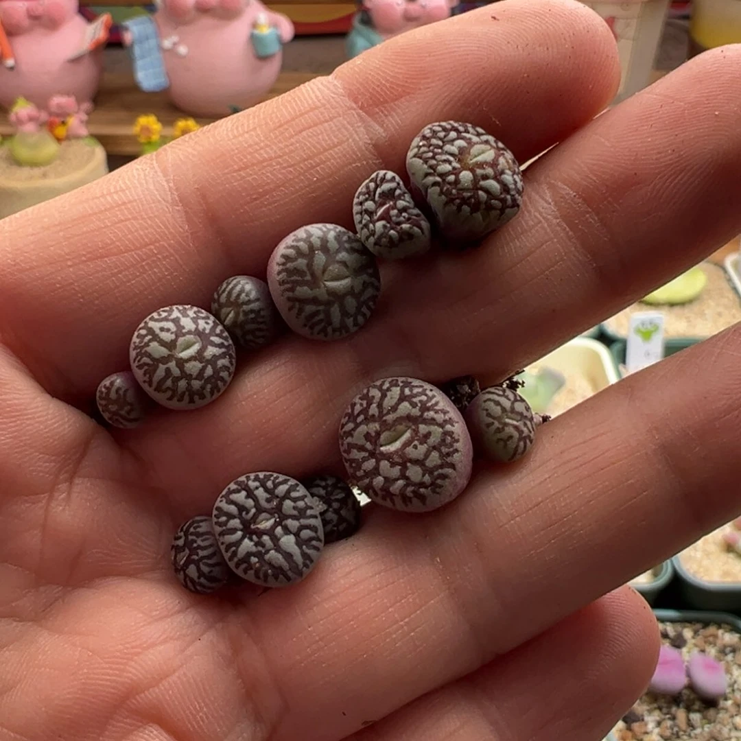 373。青蛙优选粗纹超墨。单颗。五万赞福利