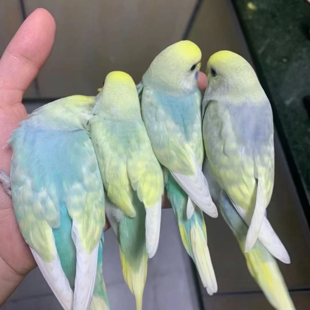 a鸟笼2只鹦鹉亲人粘人