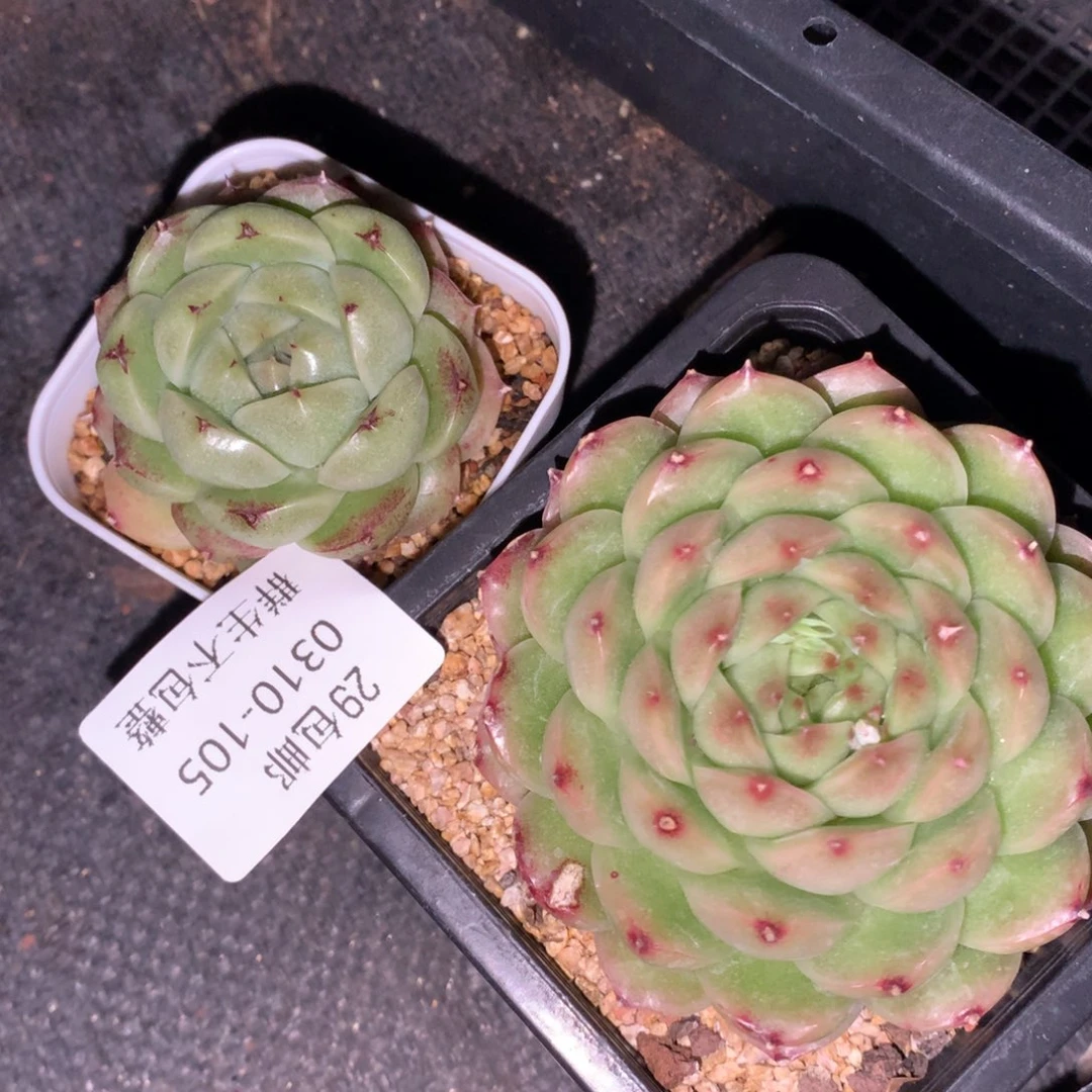 0310-105 麦杆两颗