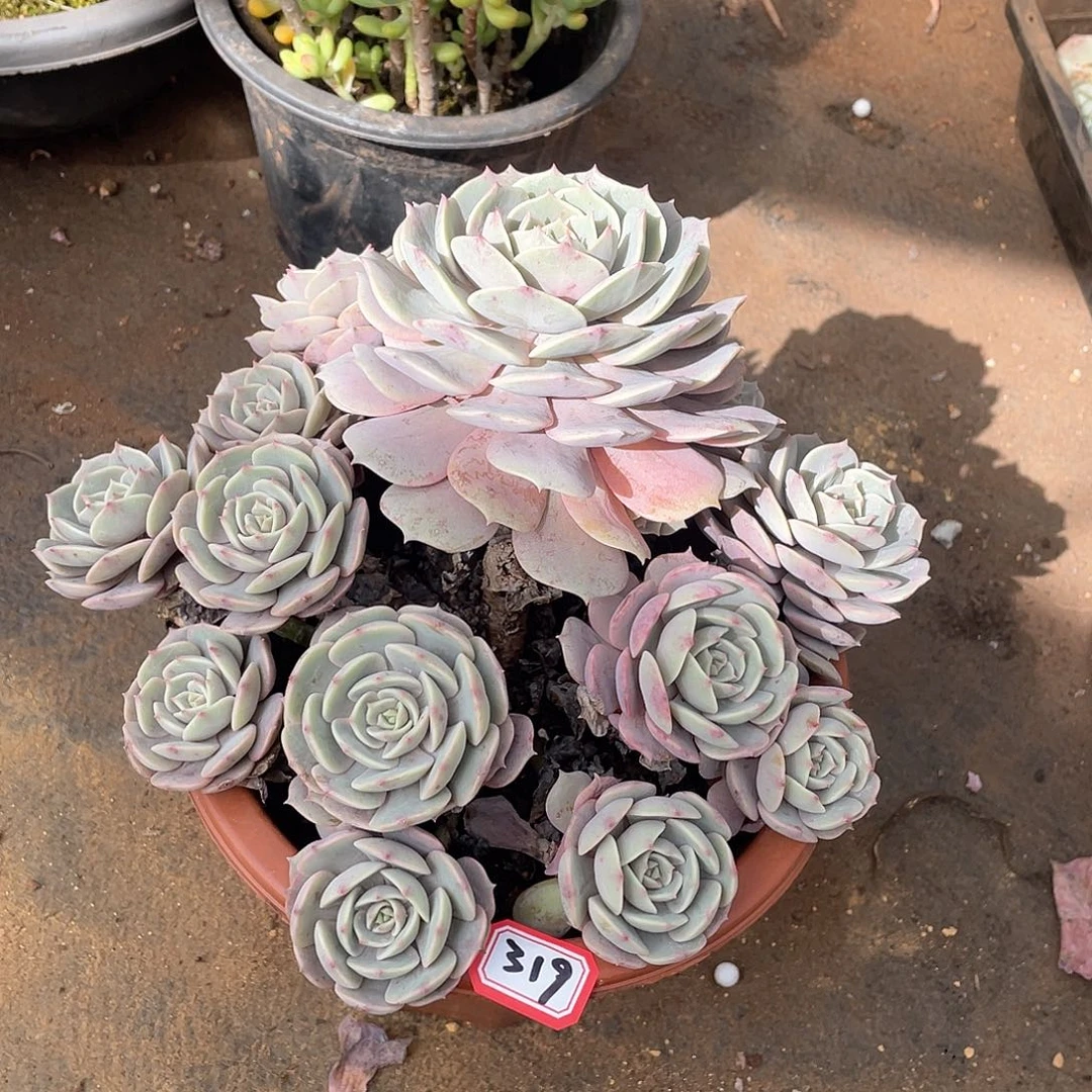 319粉蝶一物一拍多肉