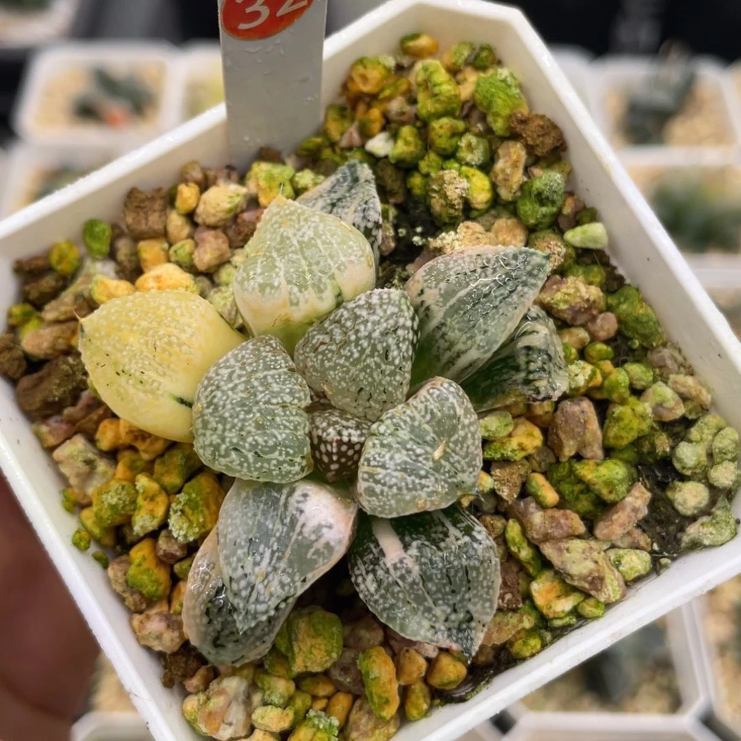 小蔡的菜园 32实生白银锦