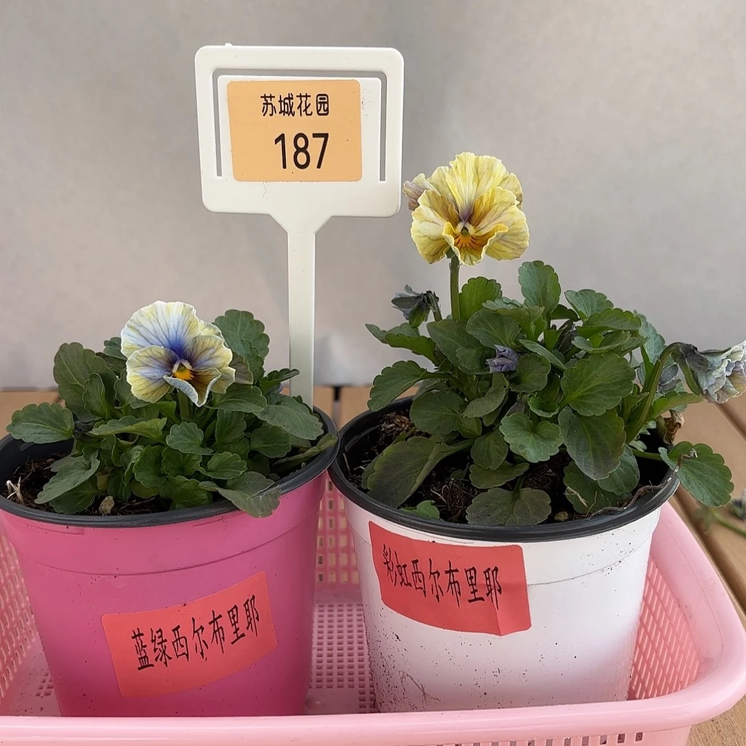 大部分开放少量花苞187