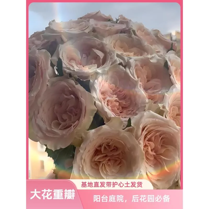 【新品种、拾季】带护心土 买三送一 玫瑰花苗 盆栽 地栽 庭院  种植