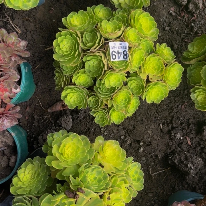 雨荷花25-50包邮花花