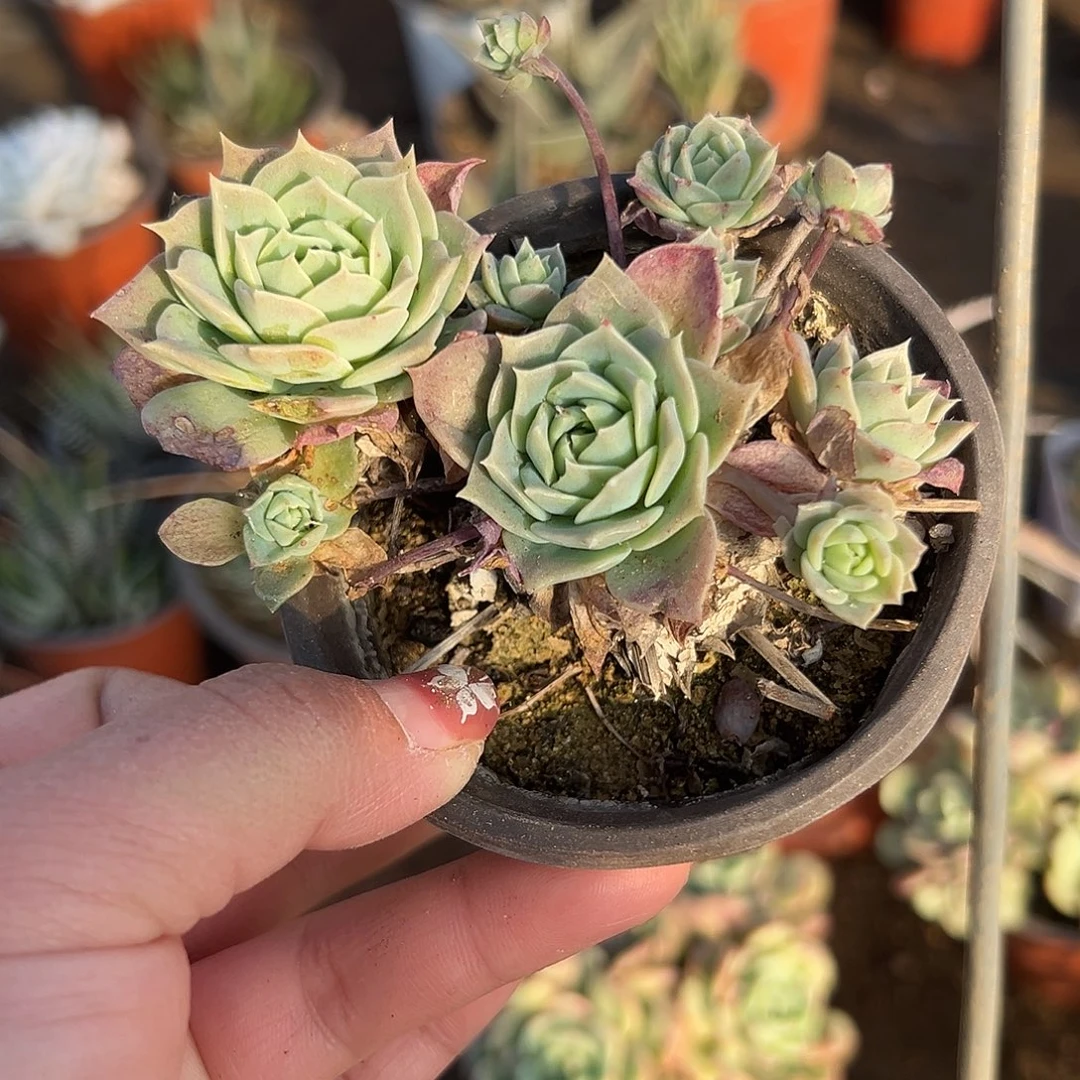 多肉植物翡翠塔群