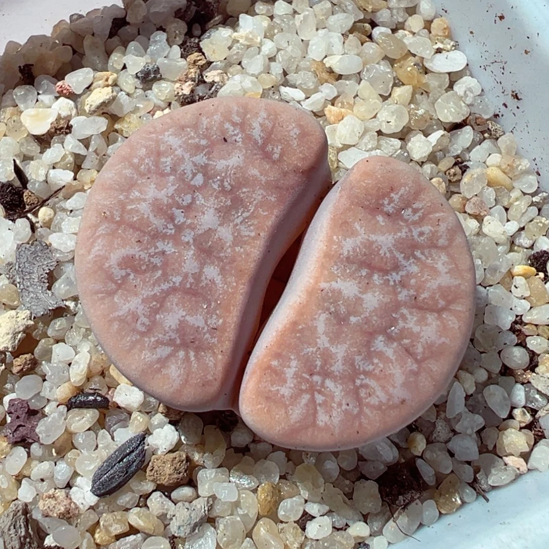 1203-430多肉多肉拿铁