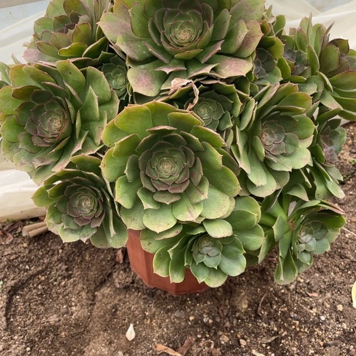 591号万圣节多肉植物