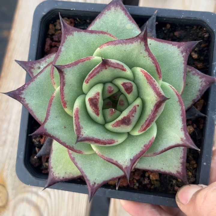 美乌八卦，颜值拉满11