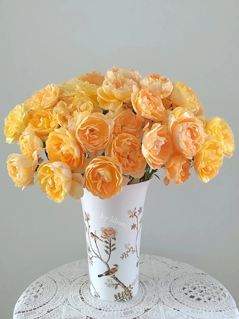 （曼曼）橙汁阳台多头玫瑰8+2支防损     2单包邮