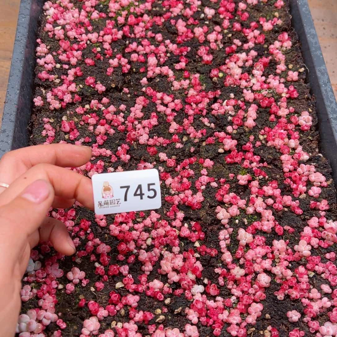 ✨***子多肉植物多肉植物