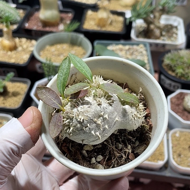 681惠比须笑块根，