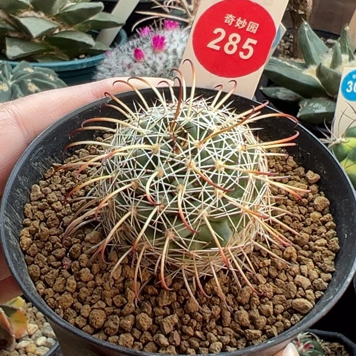 实生优选长刺球3.7cm