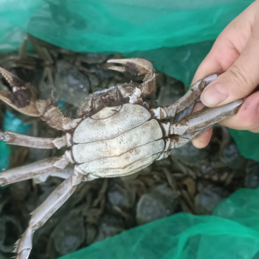 江苏鲜活大闸蟹3两母10只，268元