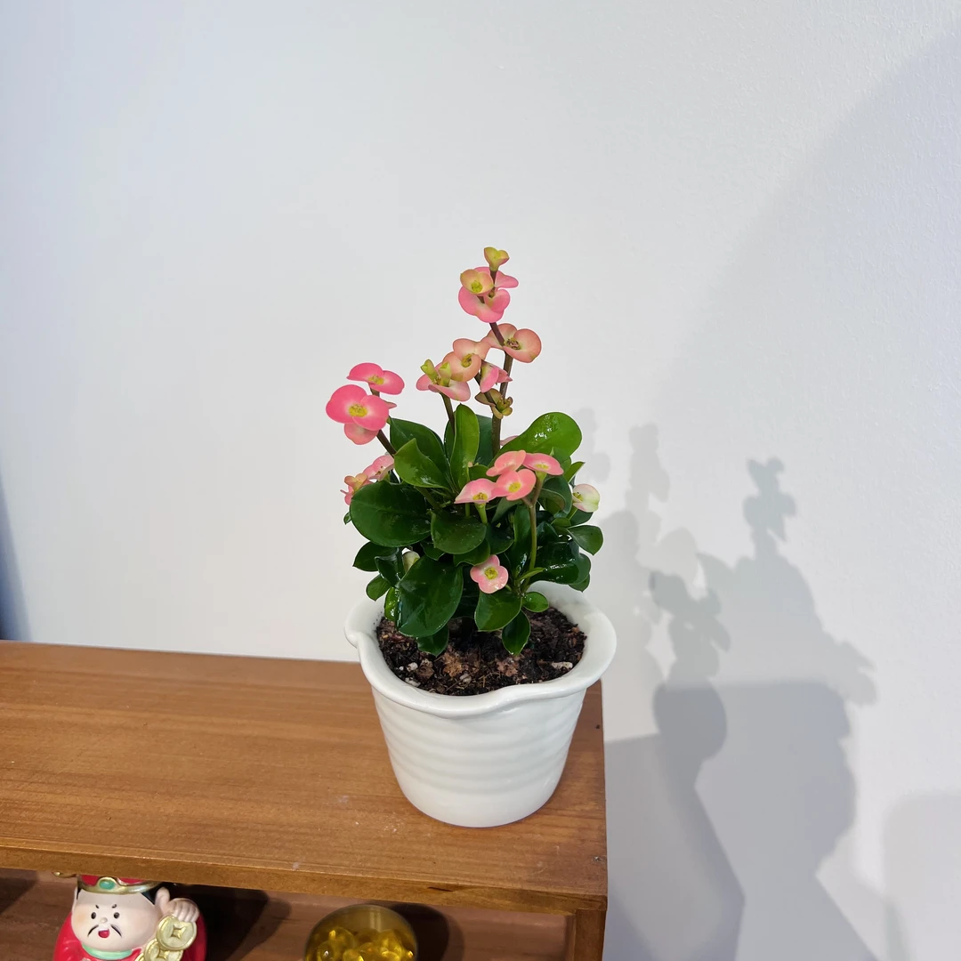 粉安妮虎刺梅室内好养加赠花边陶瓷盆