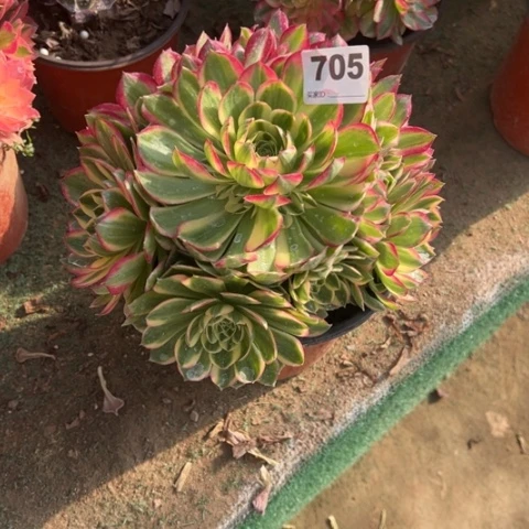 萧**风705海王手捧多肉，