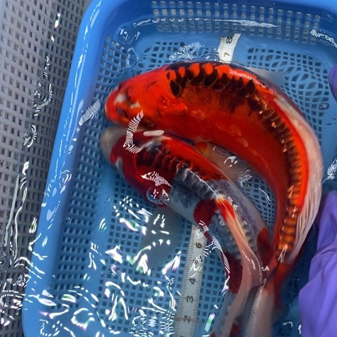 锦鲤冷水锦鲤包邮