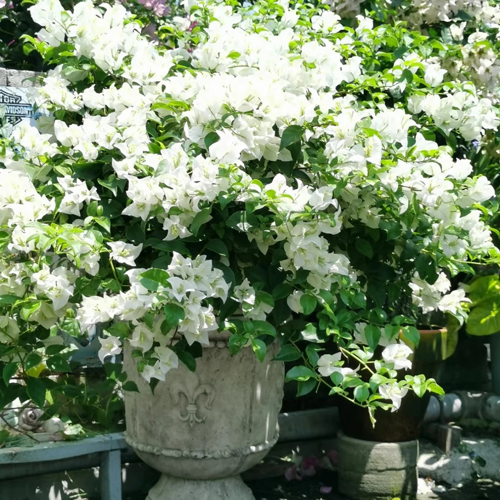 花自开正品三角梅花卉盆景盆栽勤花营养土盆栽爬藤耐热基地直发