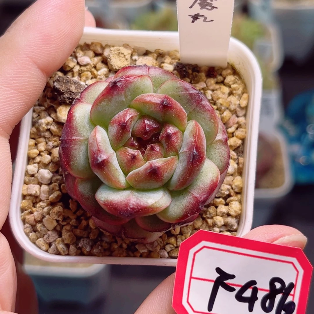 F486一物一拍 魔丸