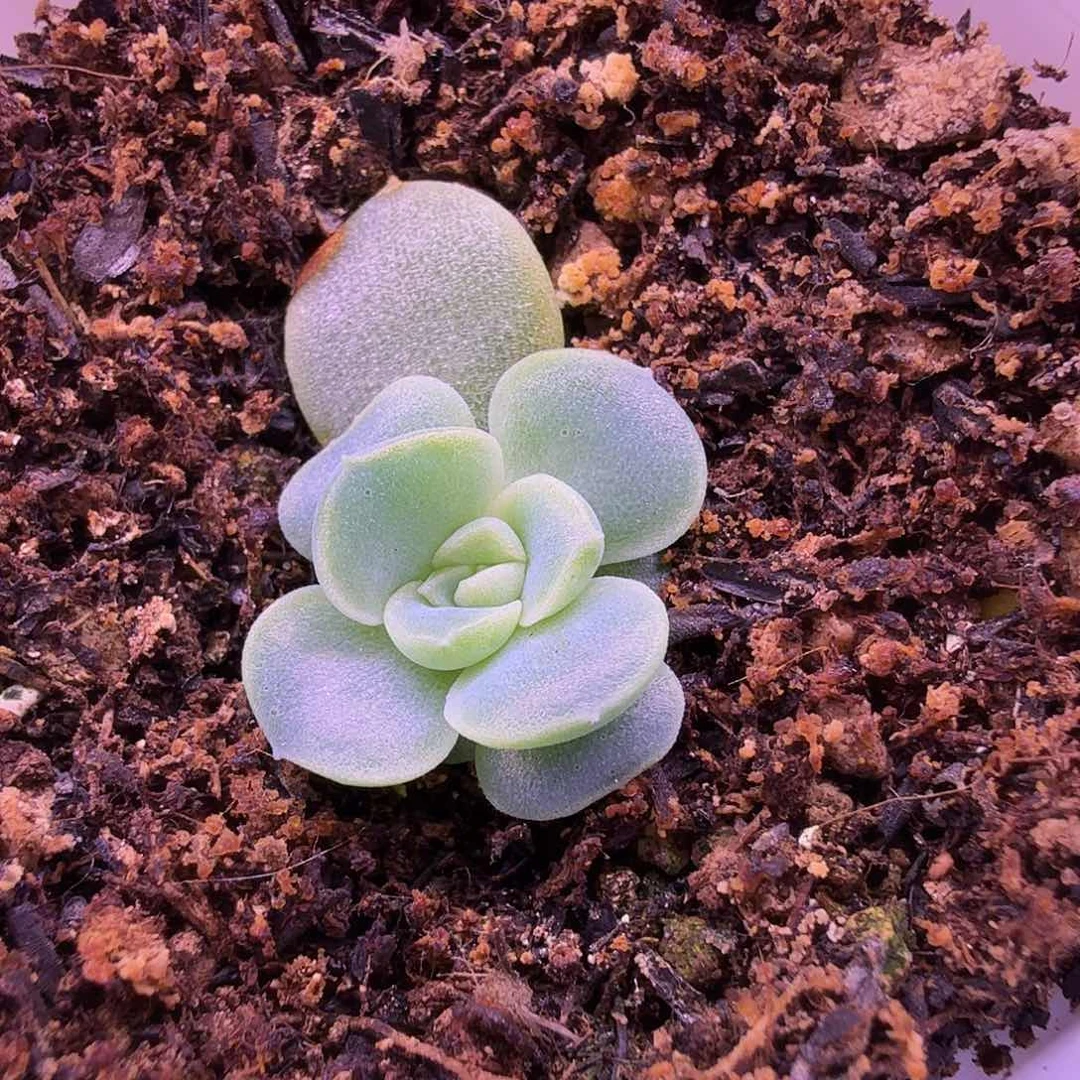 闪灵叶插苗一物一拍