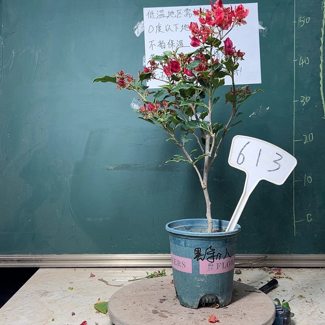 完全开放黑美人 613