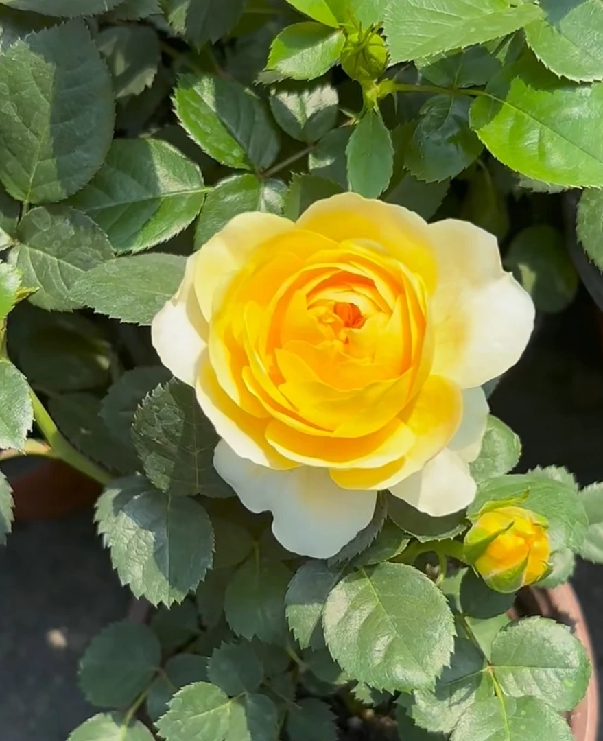 【黄果汁】牙签小苗月季绿植大花浓香庭院阳台盆栽四季开花