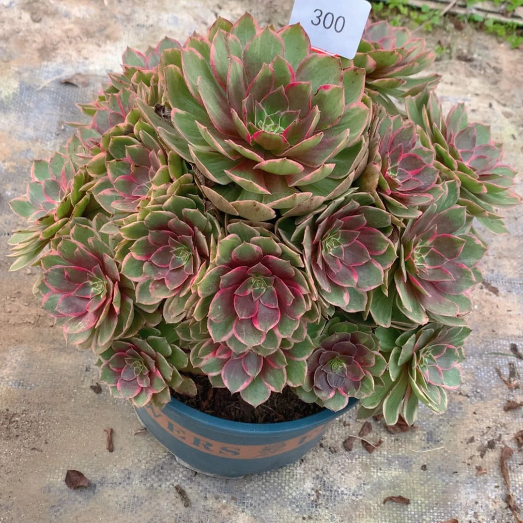300莲花座精品法师