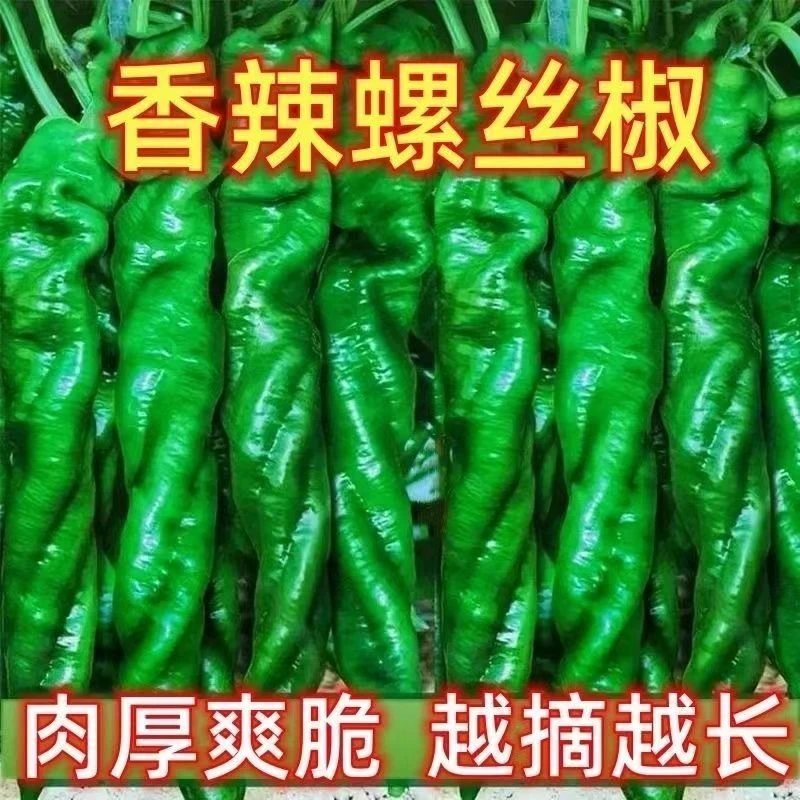（全店满5包包邮）螺丝椒种子口味香辣越摘越长菜园盆栽高产抗病