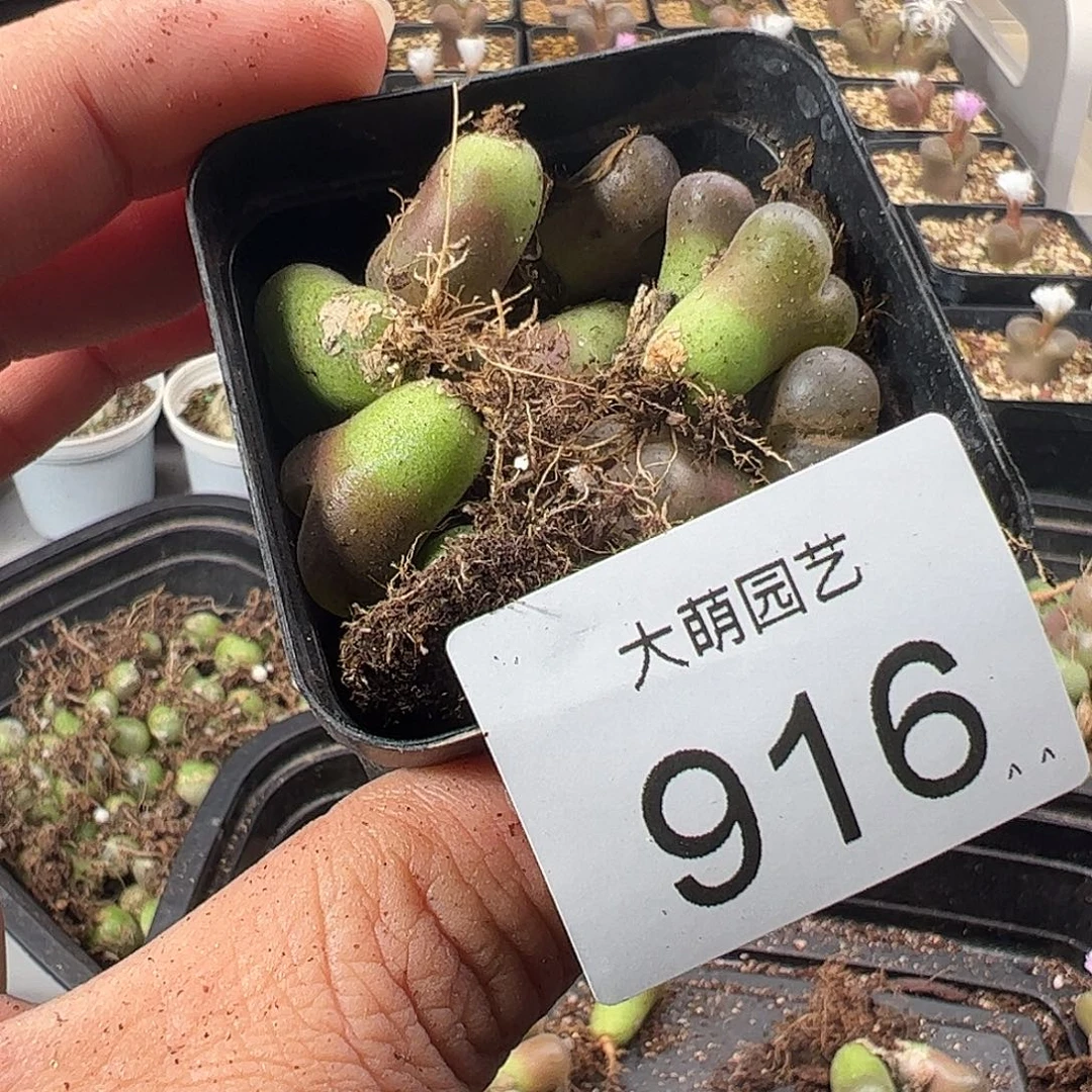 一物一拍无售后。  916