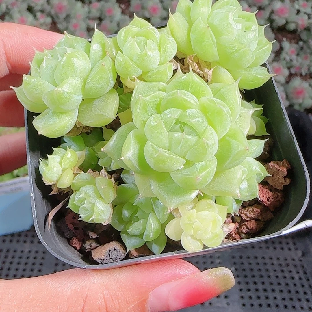 0922-110麦秆优选不包整