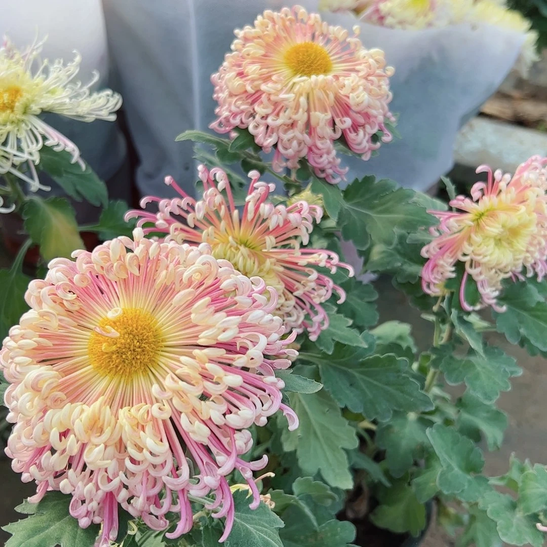 完全开放夜明珠花