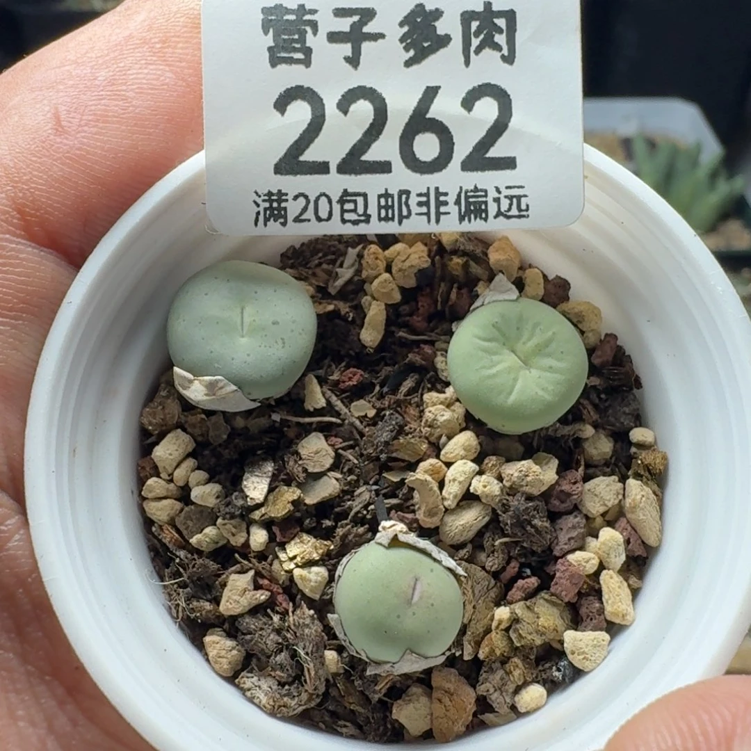 红嘴带盆土。