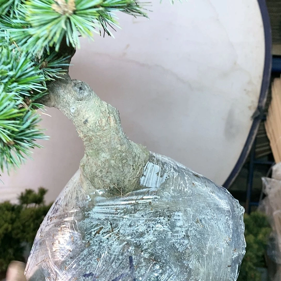 【闪购商品】无花朵