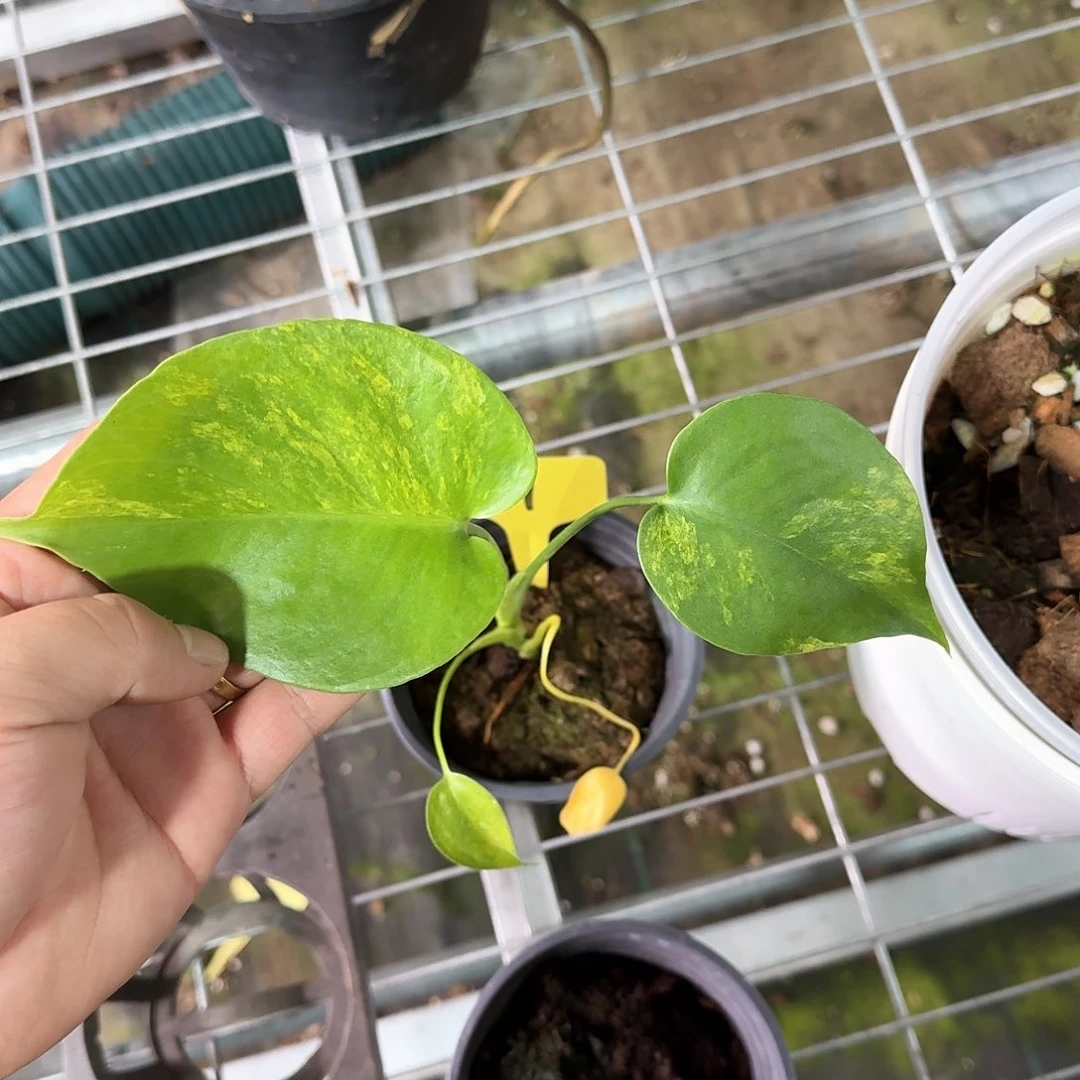 无花朵虎*短黄V1