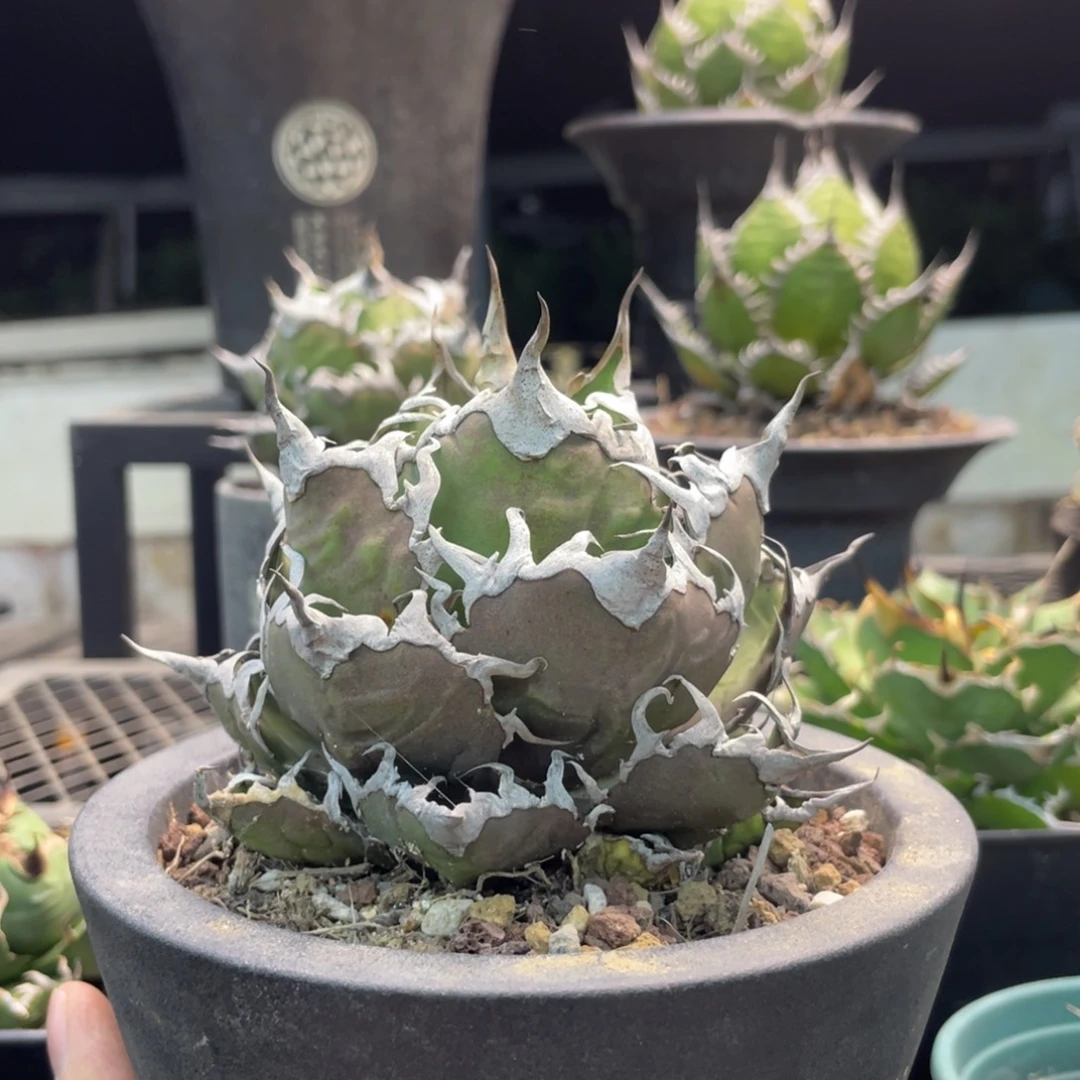 不带盆默认瑕疵588888888