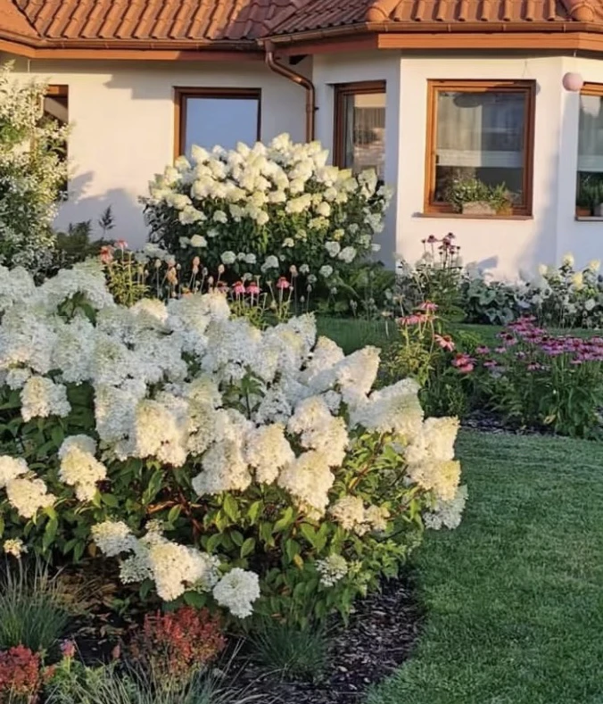 圆锥绣球丛生，老桩不带花(北极熊/石灰灯/草莓/夏日/红冰山/蕾丝)